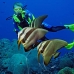 batfish_longfin_jr_v_0705_png0337.jpg